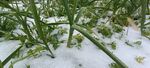 大雪 