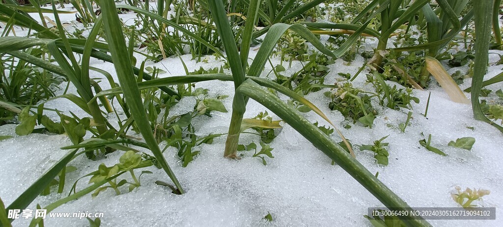 大雪 