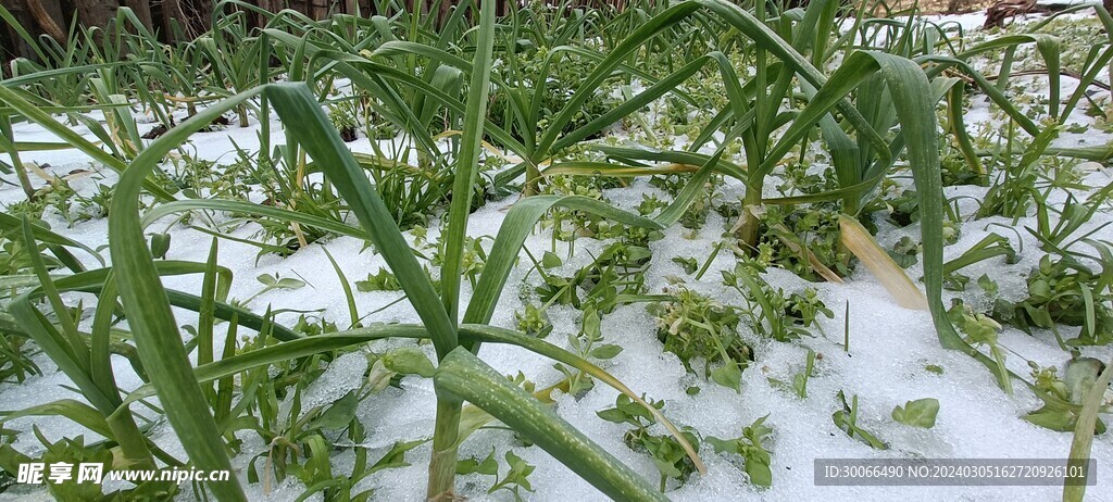 大雪 