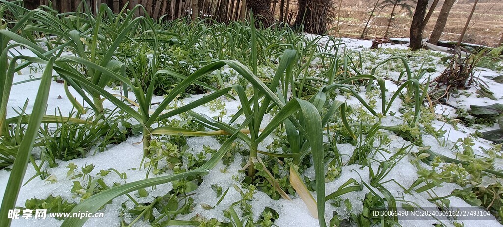 大雪 