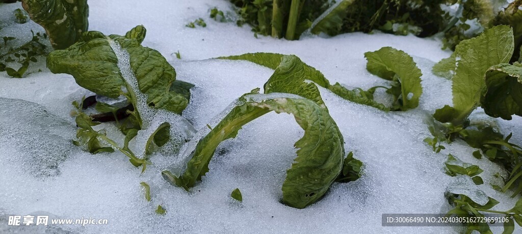 大雪 