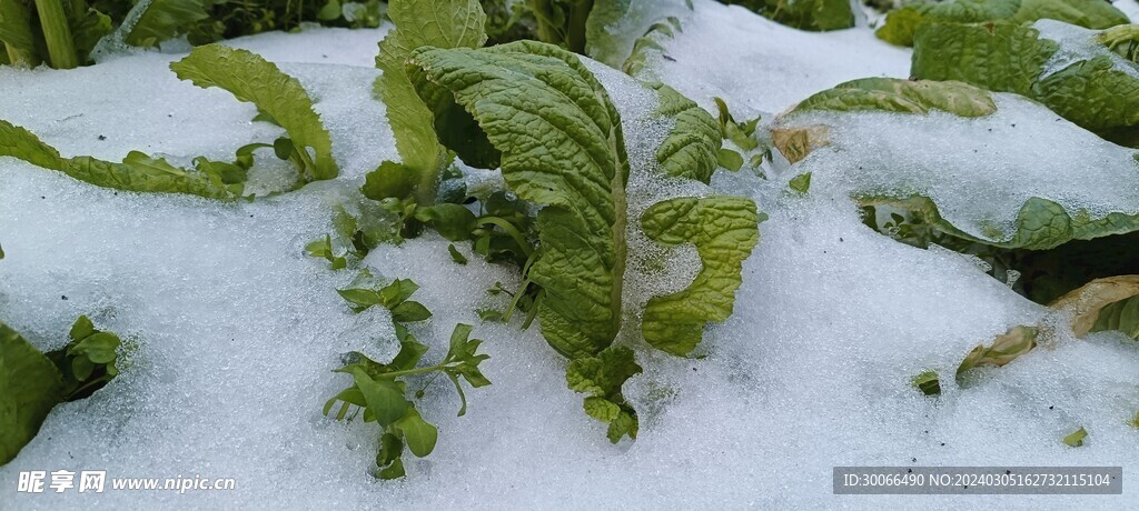 大雪 