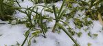 大雪 