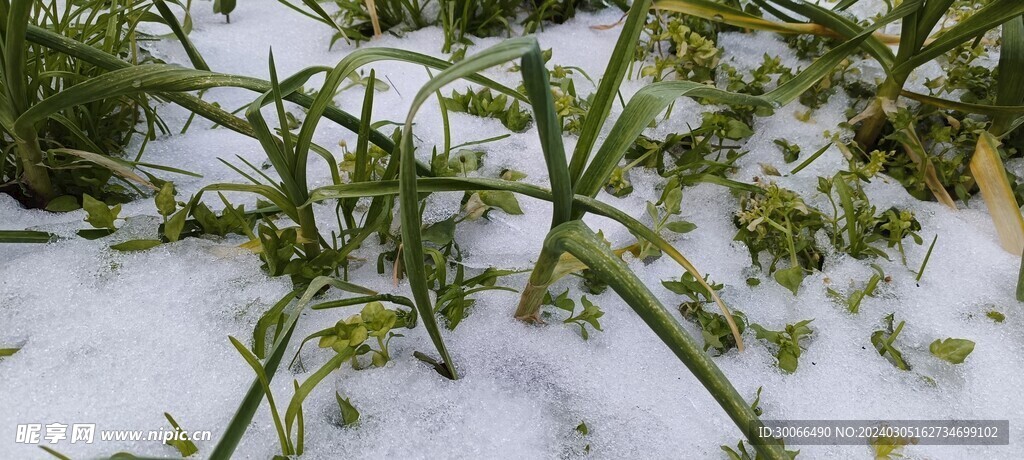 大雪 