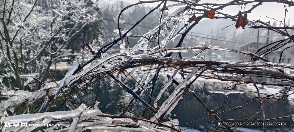 树支结冰  
