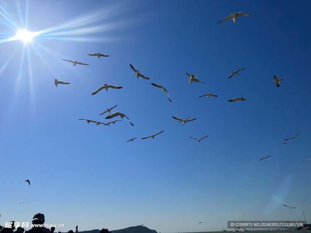 海鸥蓝天