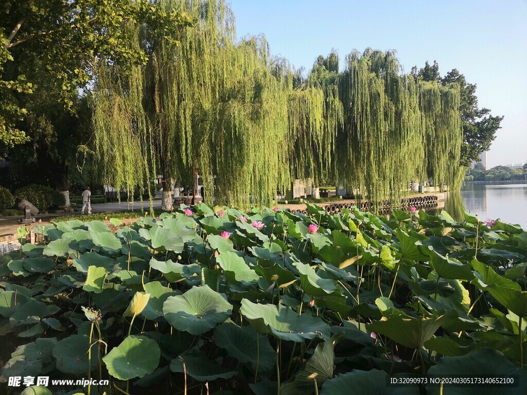 大明湖景