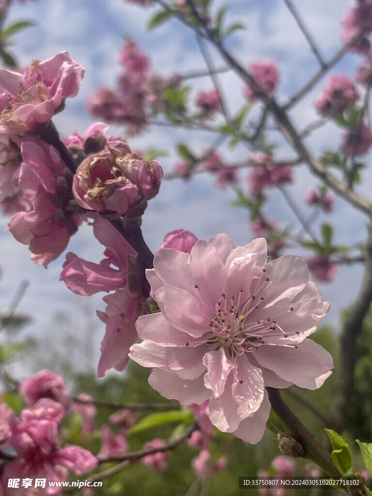 桃花林