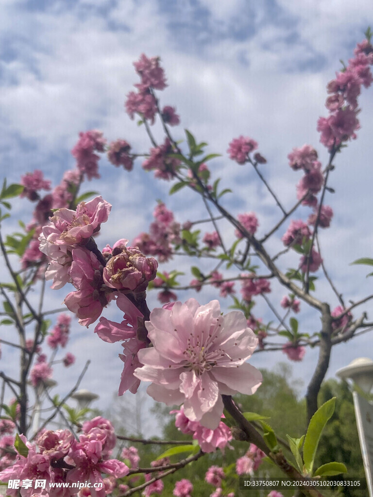 桃花林