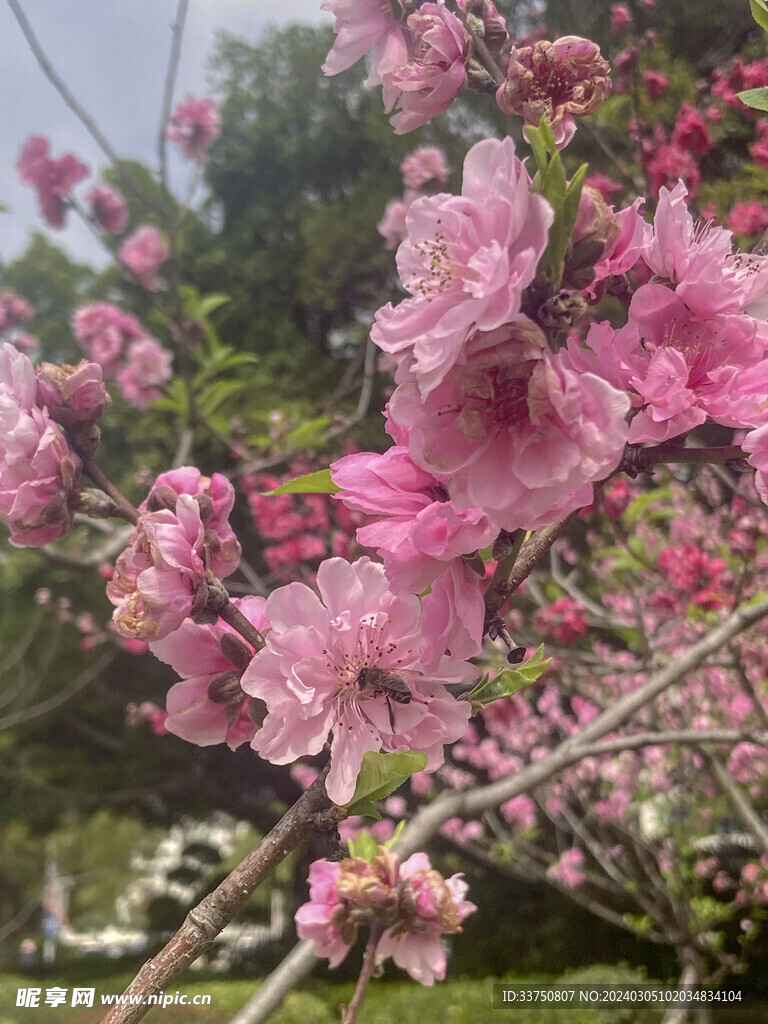 桃花朵朵开