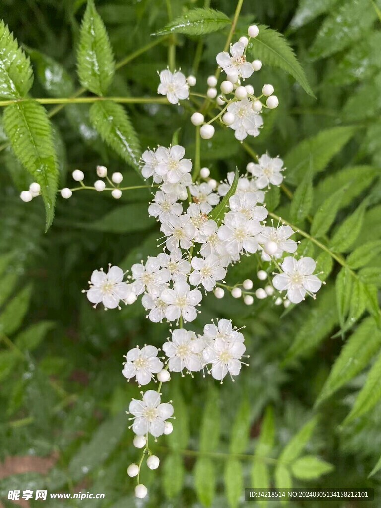 白花 