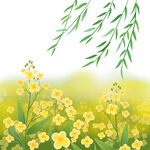 柳树枝和油菜花