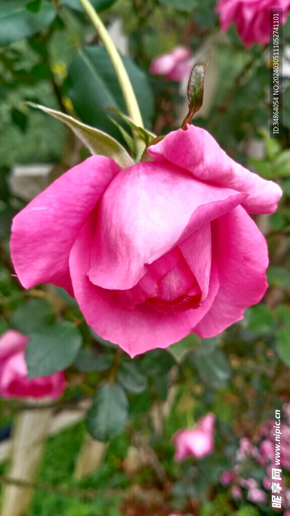 玫瑰花