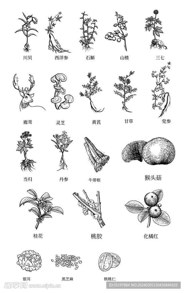 中草药手绘