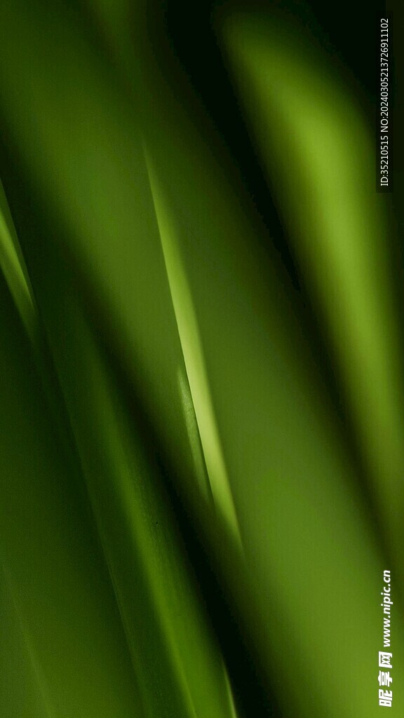 绿色背景