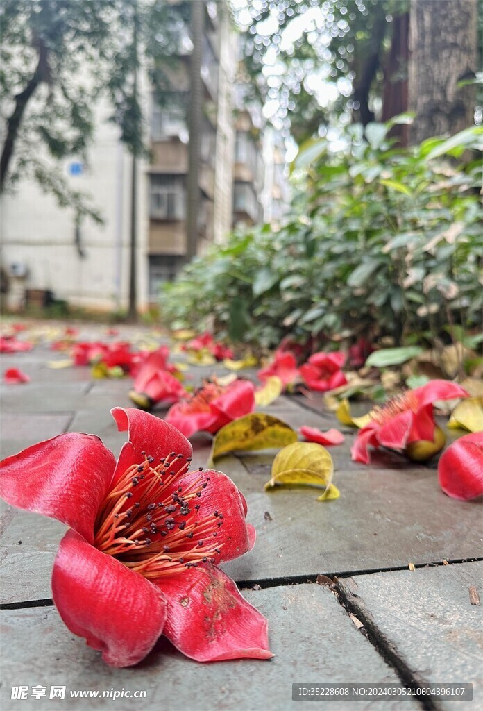 木棉花