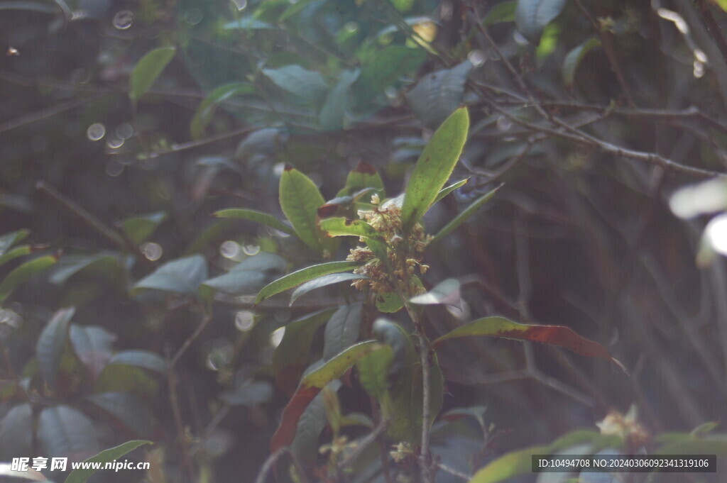 桂花树