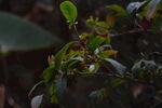 桂花树枝