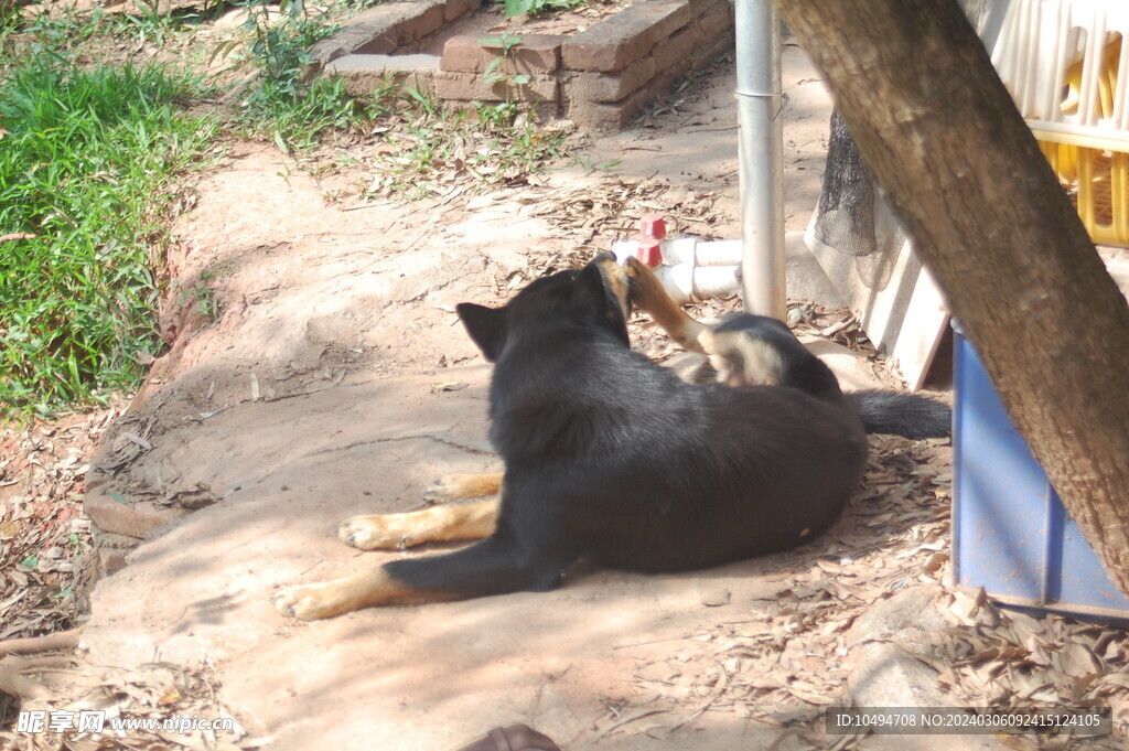 中华犬