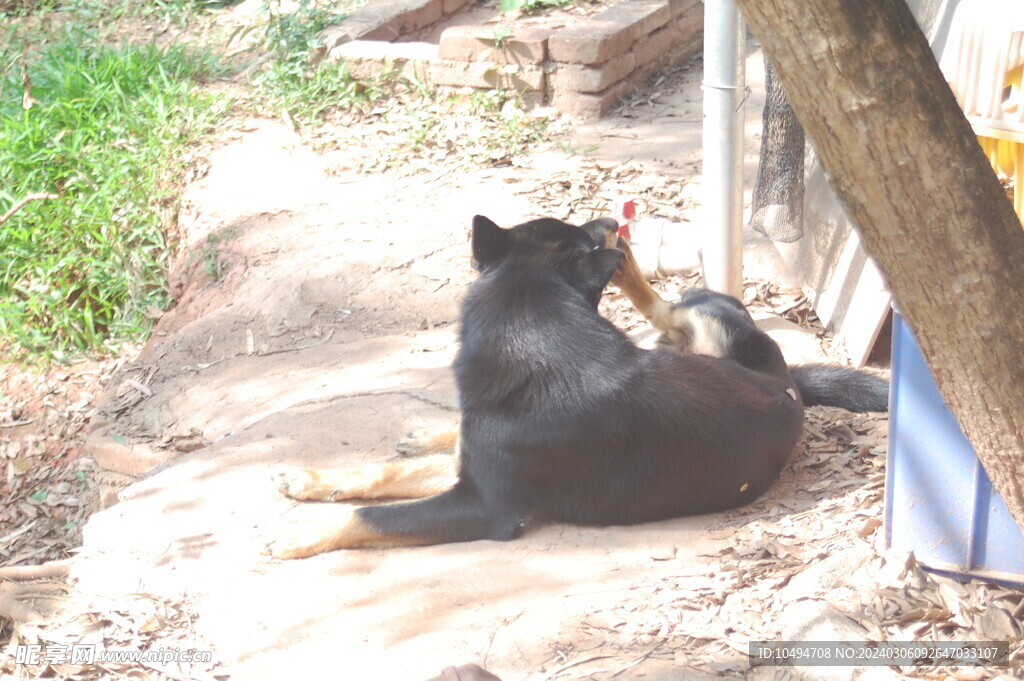 护院犬