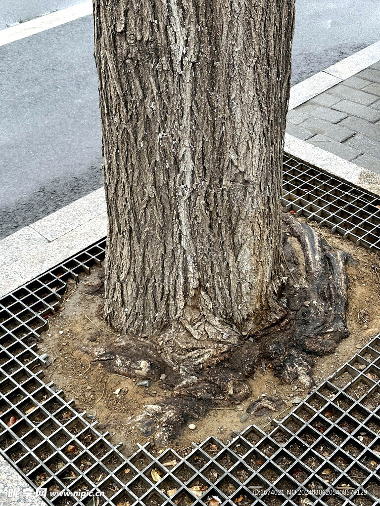 树根