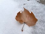 雪地落叶