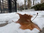 雪地落叶