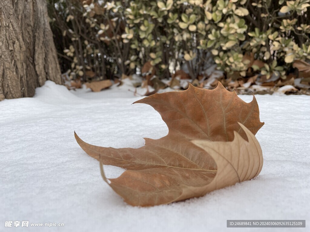 雪地叶