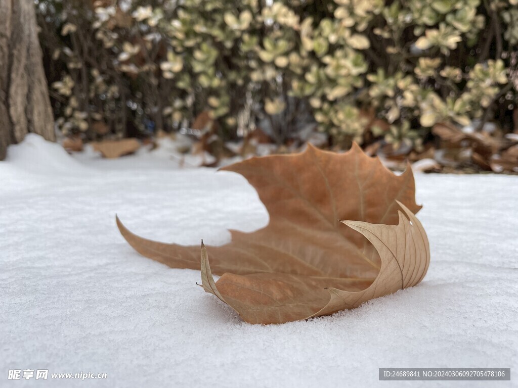 雪地枯叶特写