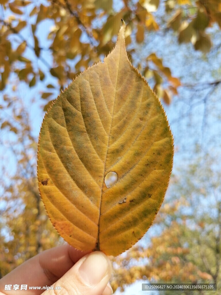 树叶