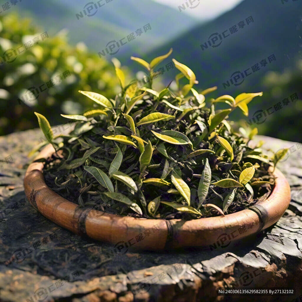 生长在石土山 山上一片古树茶林