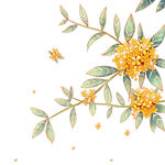 桂花