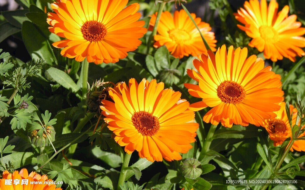 黄花