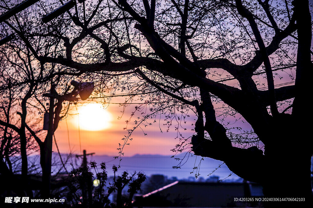 日本樱花季晚霞夕阳