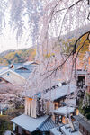 日本樱花季古建筑摄影