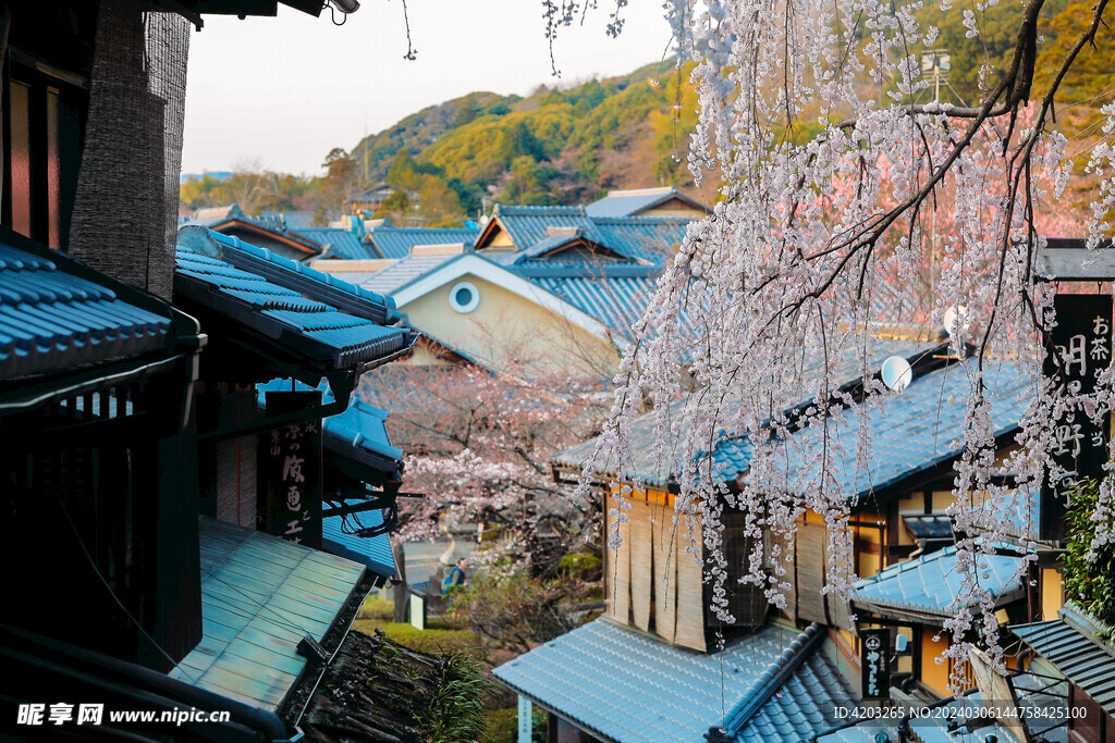 日本樱花季摄影