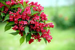 锦带花