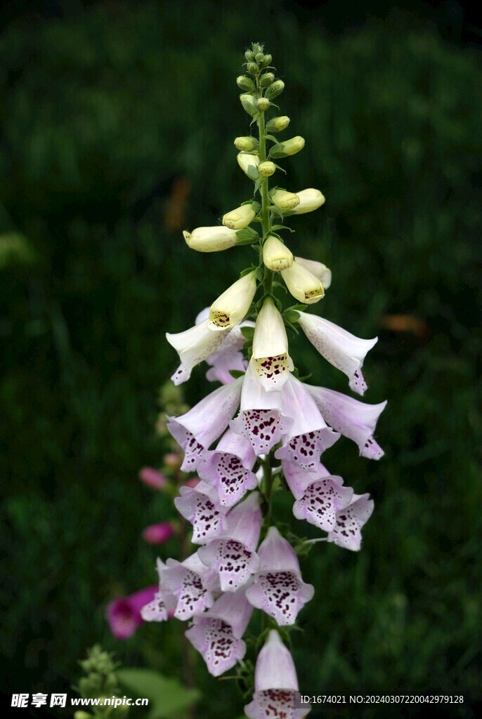 洋地黄花