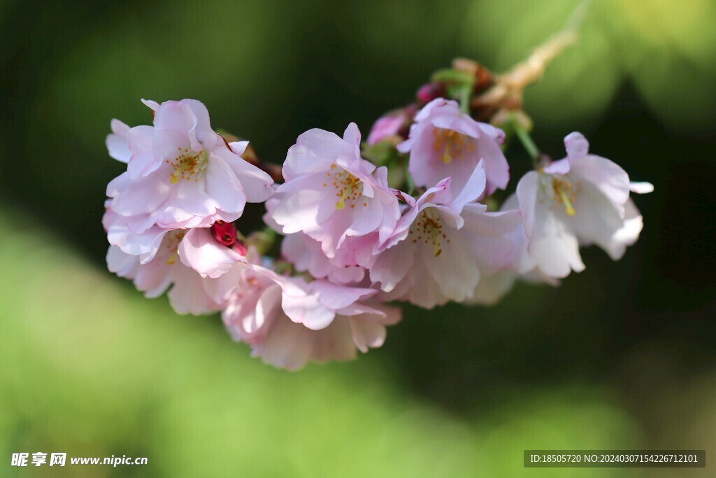 樱花