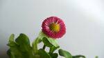 雏菊