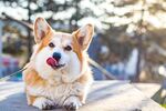 柯基犬