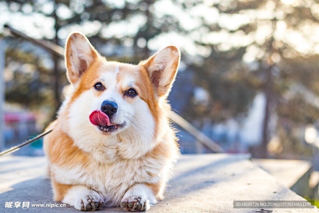 柯基犬