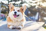 柯基犬
