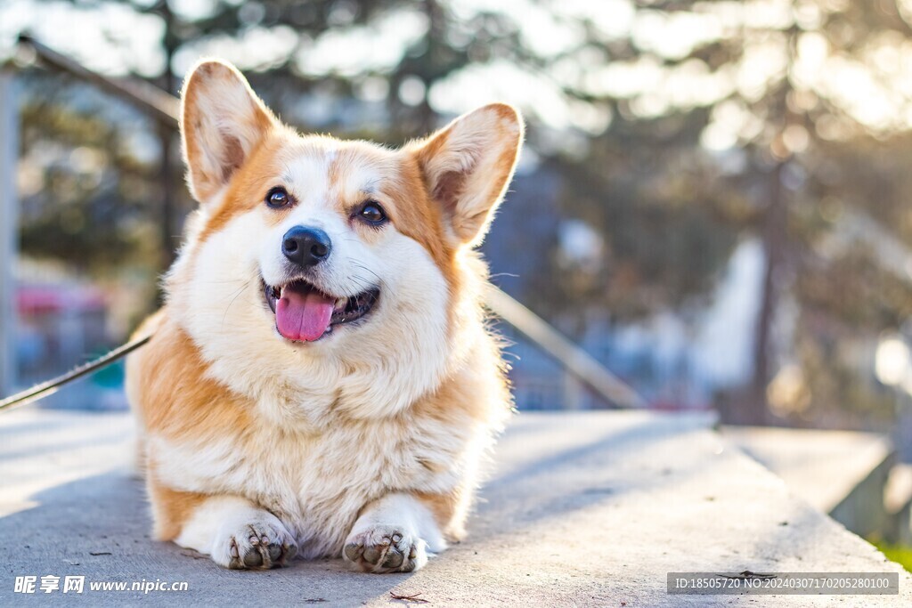 柯基犬