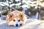 柯基犬