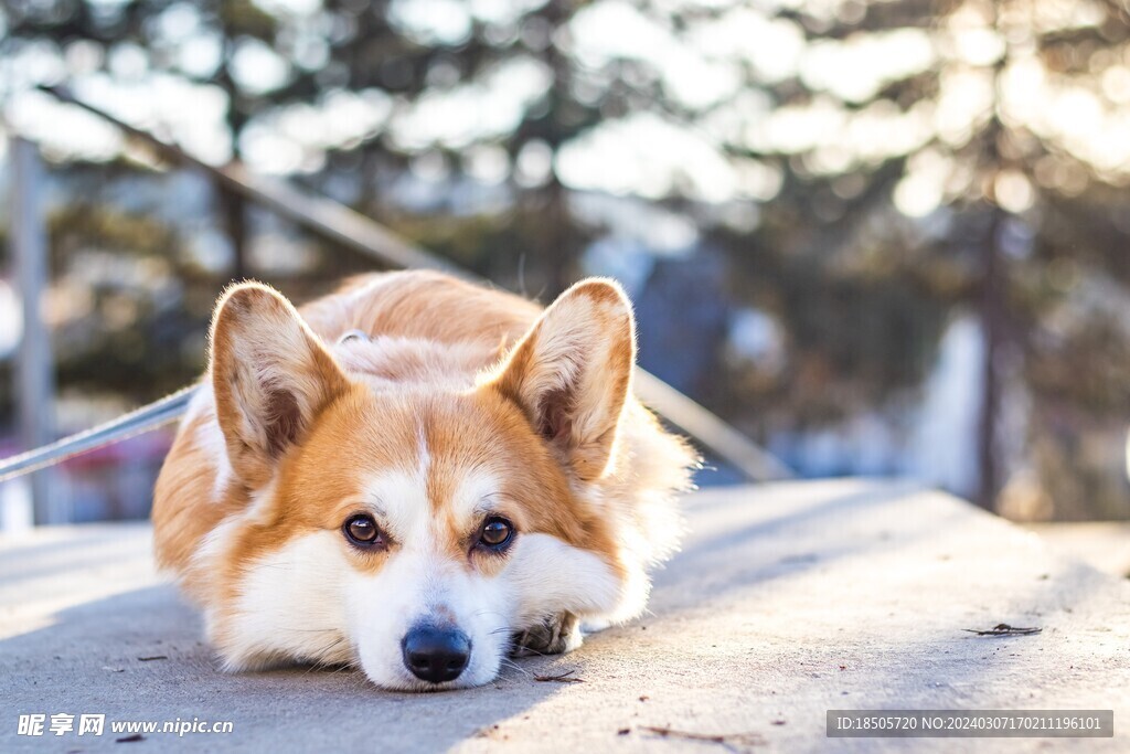 柯基犬