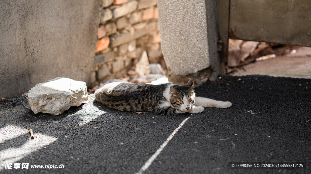 休息的猫咪