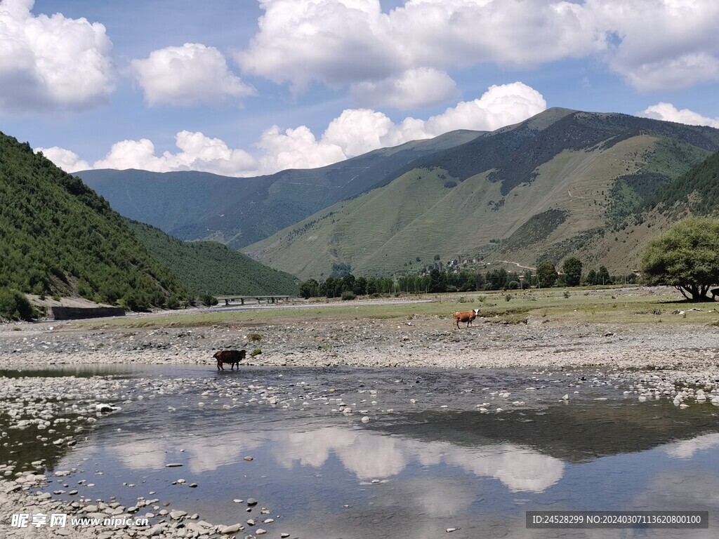 自然 牛马 风景 山