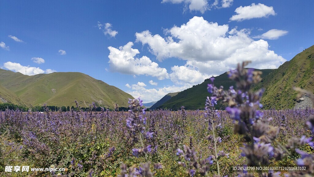 山谷 薰衣草