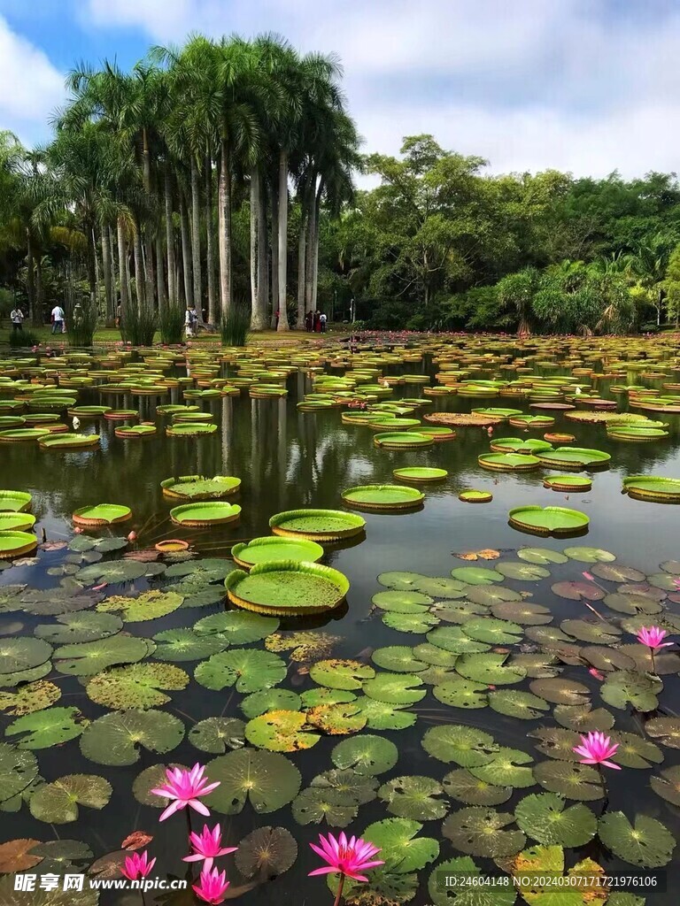 荷花